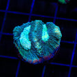 Tidal Wave Favia Coral