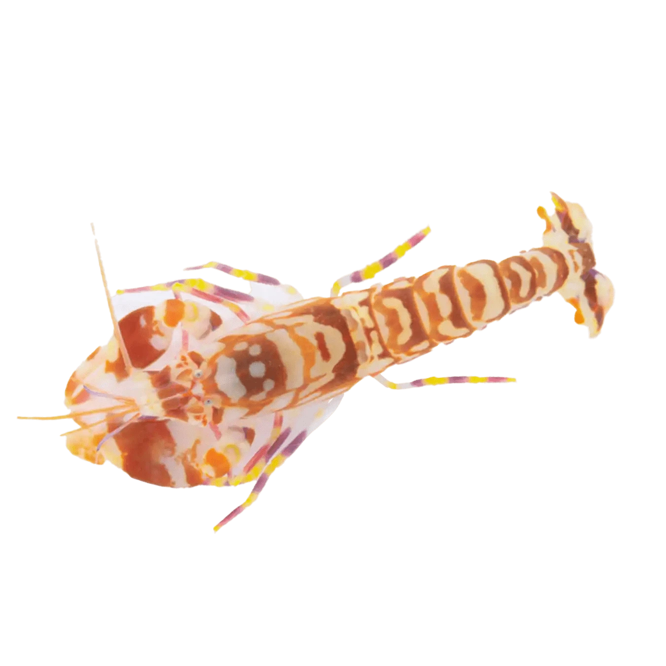 Tiger Pistol Shrimp – Alpheus bellulus