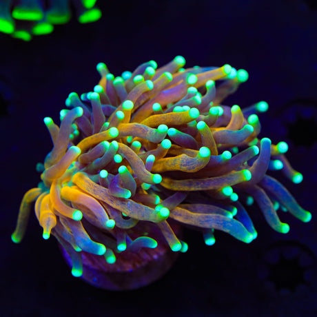 Tiger Torch Coral