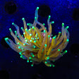 Tiger Torch Coral