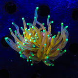 Tiger Torch Coral
