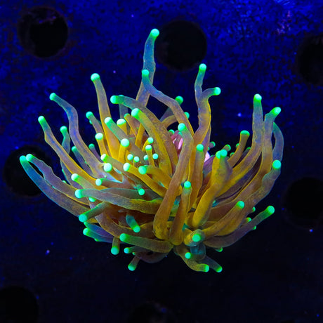 Tiger Torch Coral