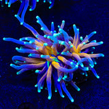 Tiger Torch Coral - 2 Heads