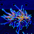 Tiger Torch Coral - 2 Heads