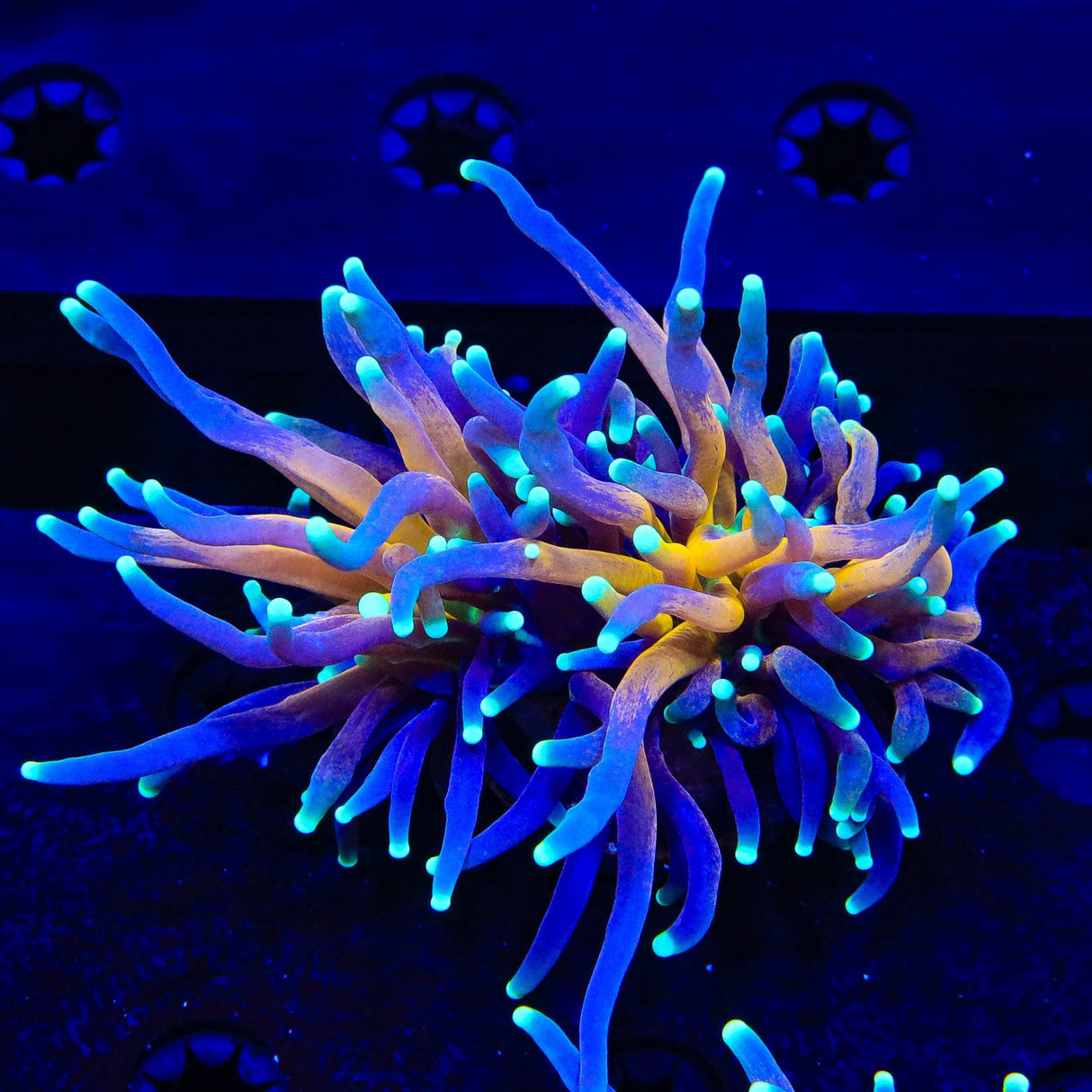 Tiger Torch Coral - 2 Heads