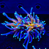 Tiger Torch Coral - 2 Heads