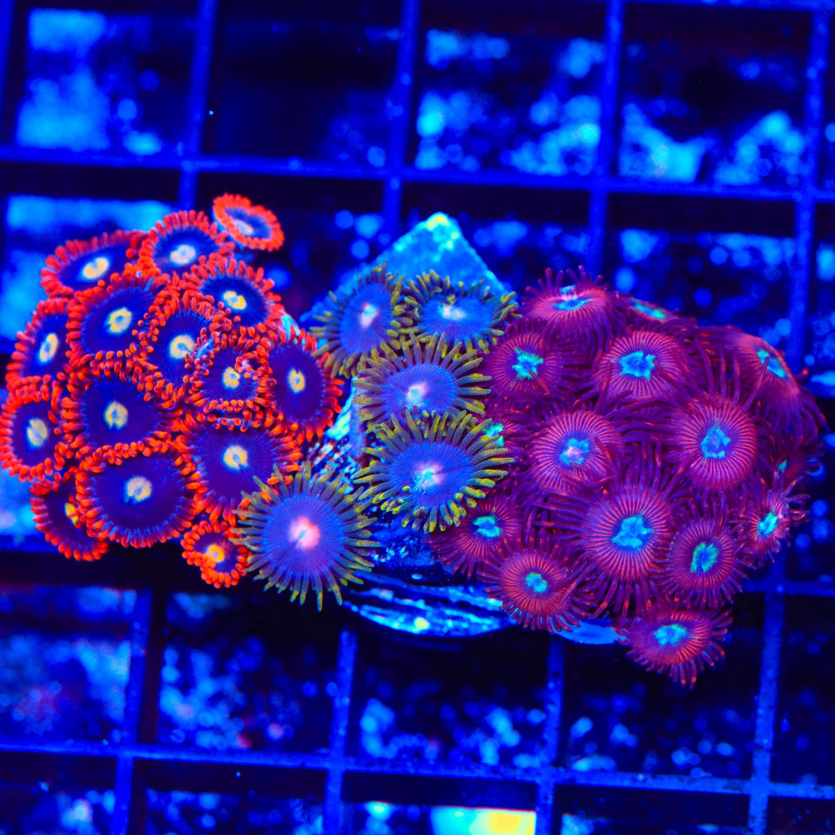Time Warp, Blow Pop and Frosted Phoenix Combo Zoanthids Colony Coral