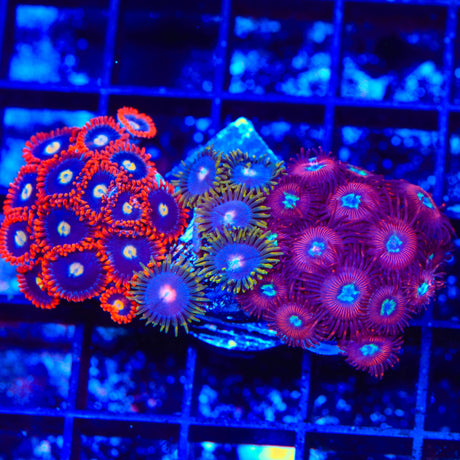 Time Warp, Blow Pop and Frosted Phoenix Combo Zoanthids Colony Coral