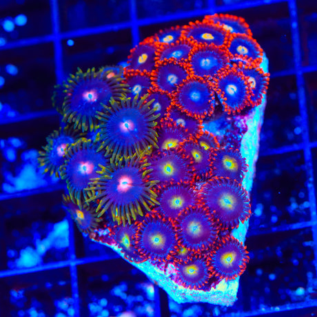 Time Warp, Blow Pop Combo Zoanthids Colony Coral