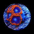 Time Warp Zoanthids Coral