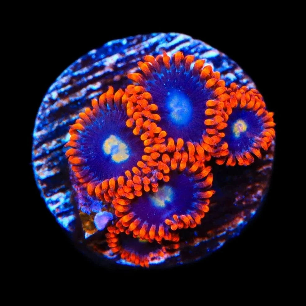 Time Warp Zoanthids Coral