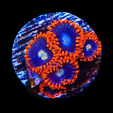 Time Warp Zoanthids Coral