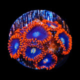 Time Warp Zoanthids Coral