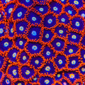 Time Warp Zoanthids Coral