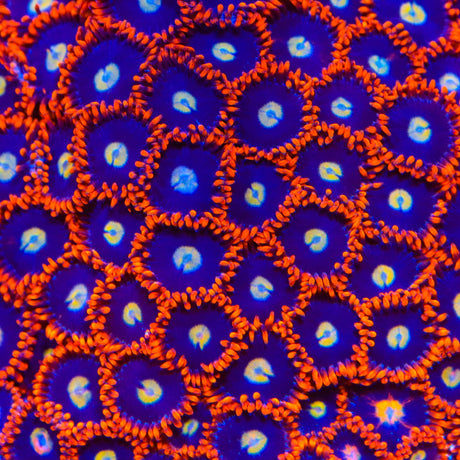 Time Warp Zoanthids Coral