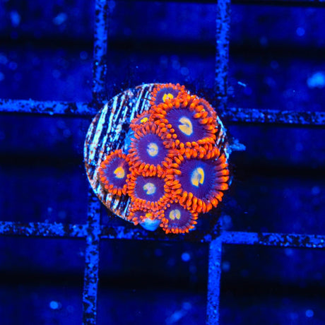 Time Warp Zoanthids Coral