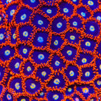 Time Warp Zoanthids Coral