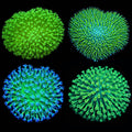 Toadstool Coral Frag Pack