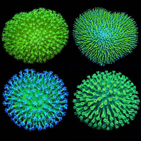 Toadstool Coral Frag Pack