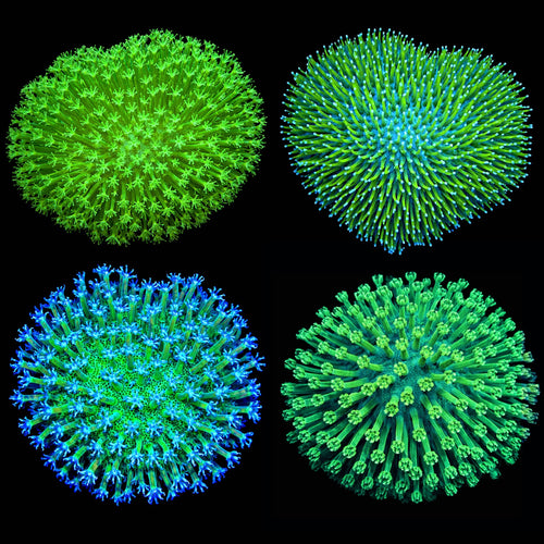 Toadstool Coral Frag Pack