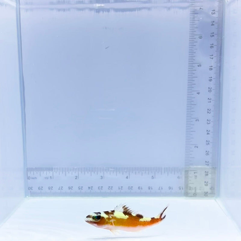 Tobacco Basslet (Serranus tabacarius)