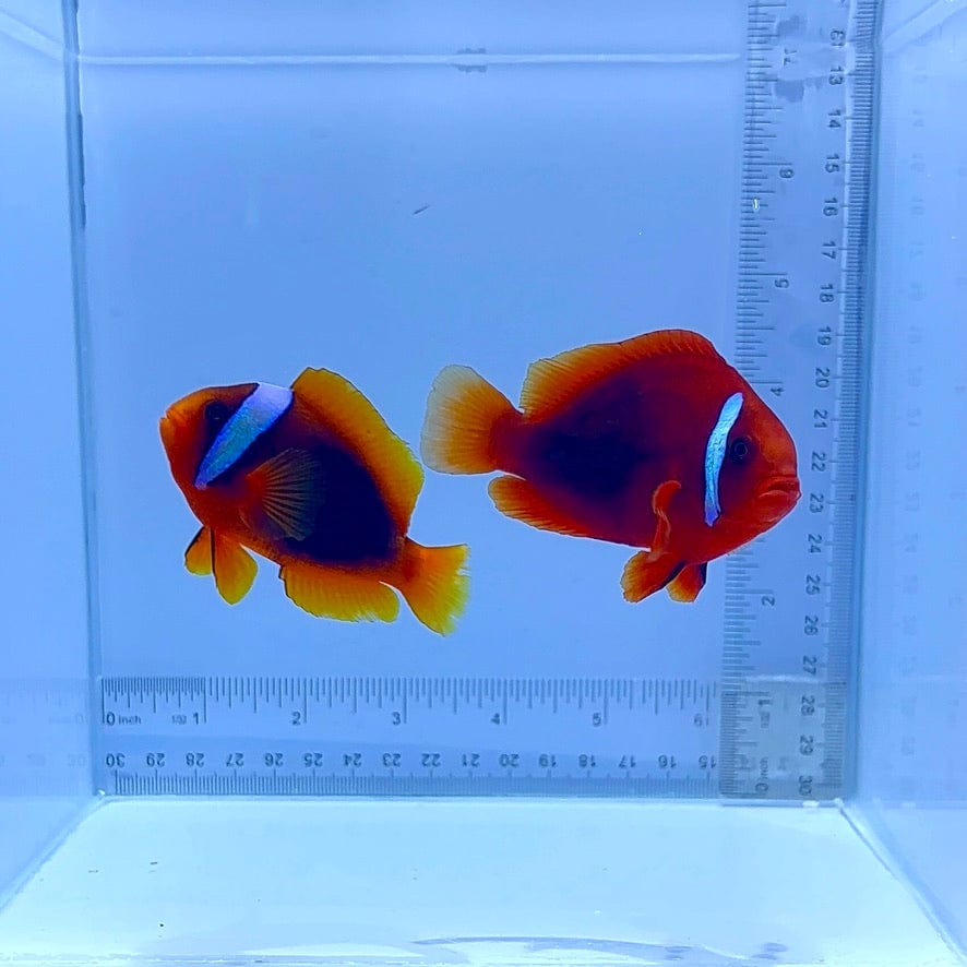 Tomato Pair Clownfish