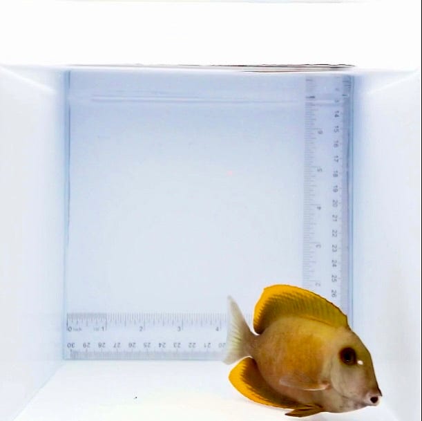 Tomini Tang Fish