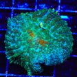 Touch of Class Mushroom Coral
