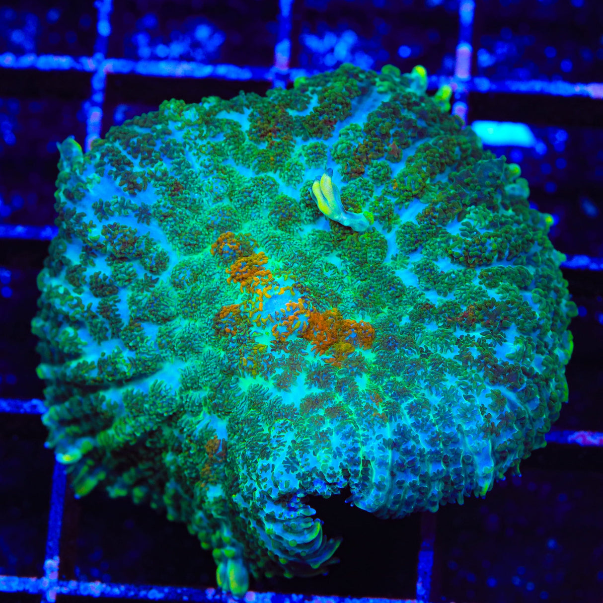 Touch of Class Mushroom Coral