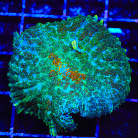 Touch of Class Mushroom Coral