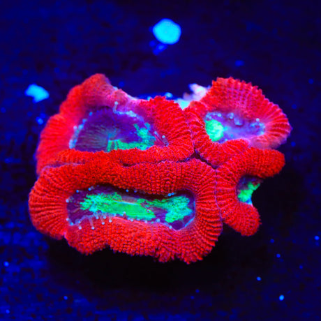 Toxic Pool Micromussa Acan Coral