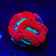 Toxic Pool Micromussa Acan Coral