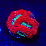 Toxic Pool Micromussa Acan Coral