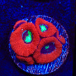 Toxic Pool Micromussa Acan Coral