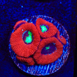 Toxic Pool Micromussa Acan Coral