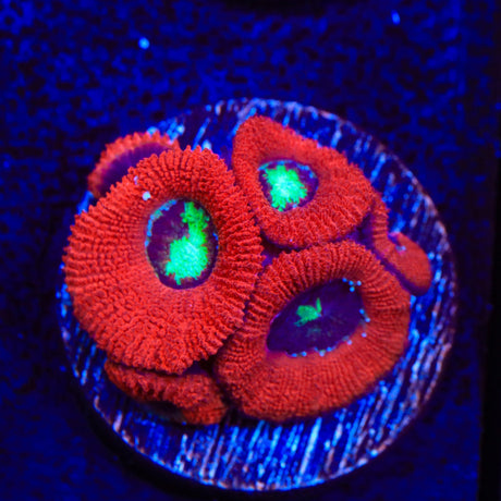 Toxic Pool Micromussa Acan Coral