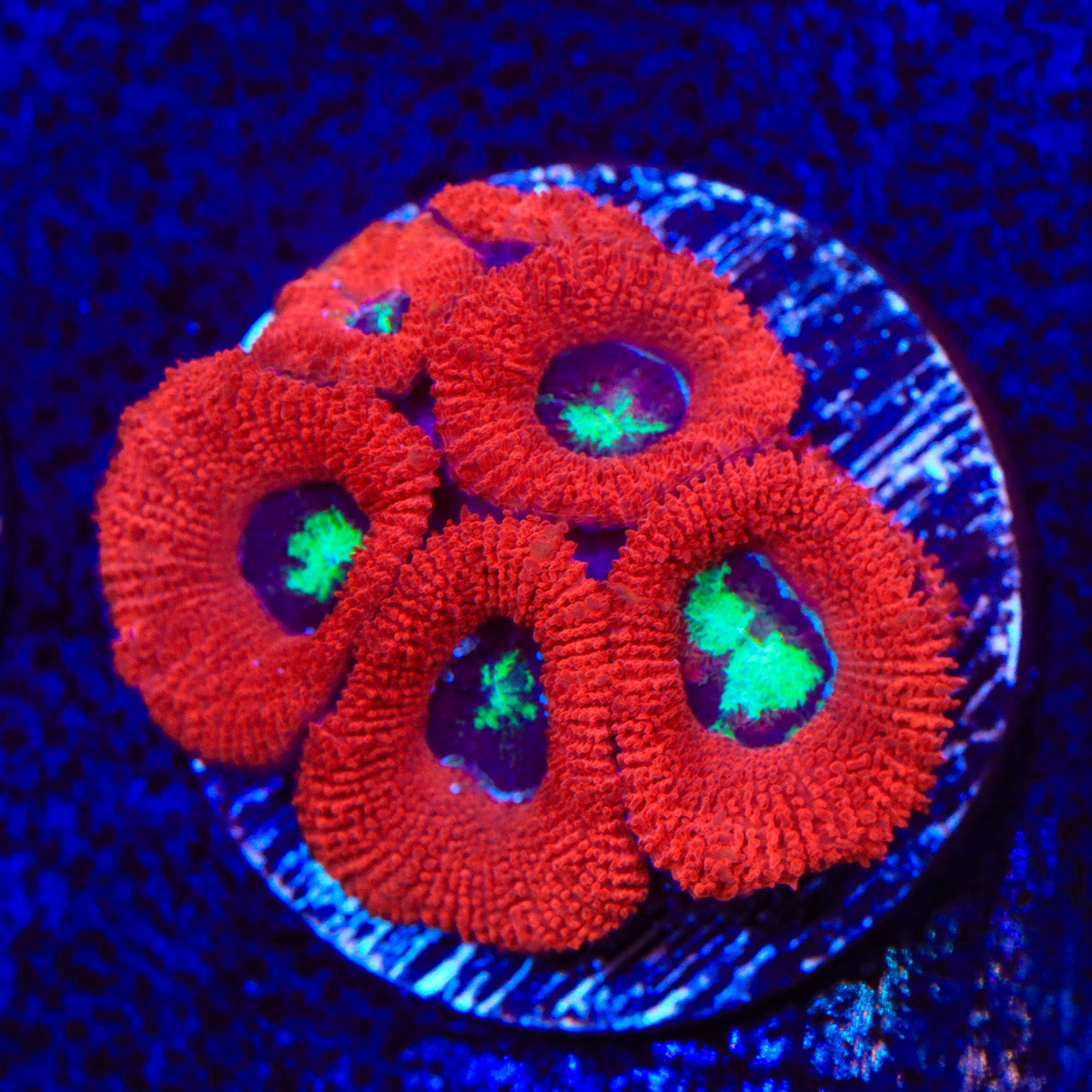 Toxic Pool Micromussa Acan Coral