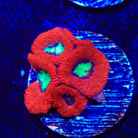 Toxic Pool Micromussa Acan Coral