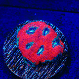 Toxic Pool Micromussa Coral