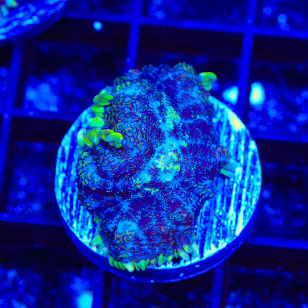 Toxic Ring Mushroom Coral