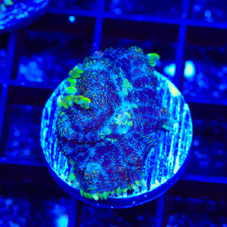 Toxic Ring Mushroom Coral
