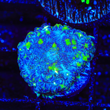 Toxic Ring Mushroom Coral