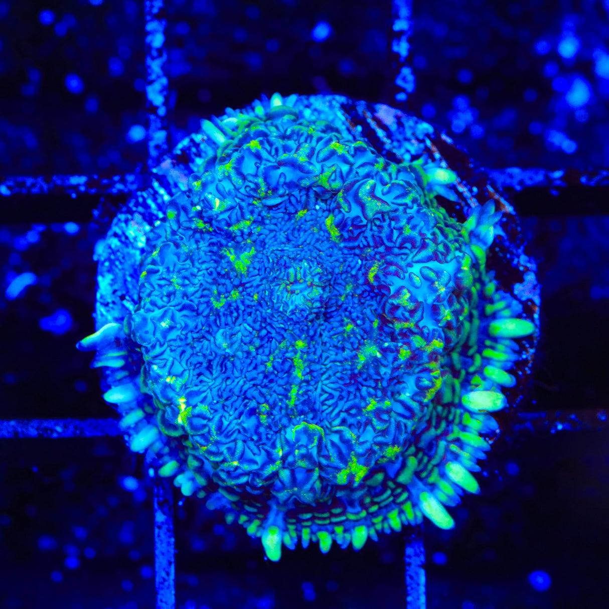 Toxic Ring Mushroom Coral