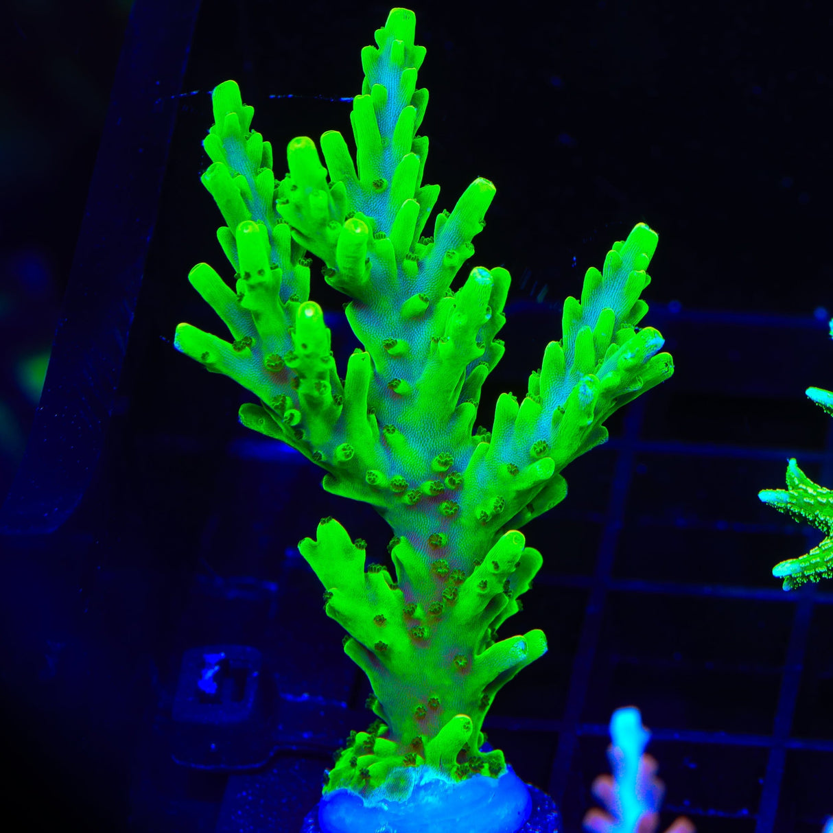 Toxic Valida Acropora Coral