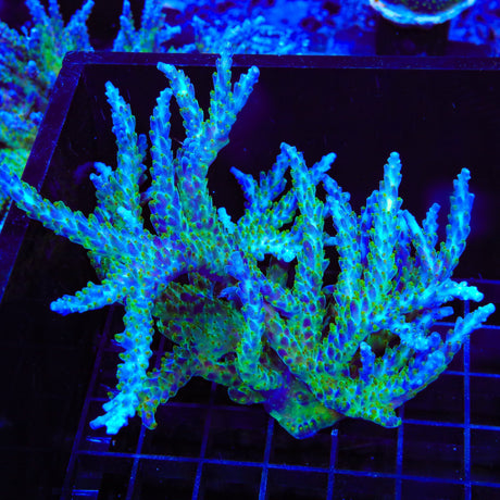 Tricolor Valida Acropora Colony Coral