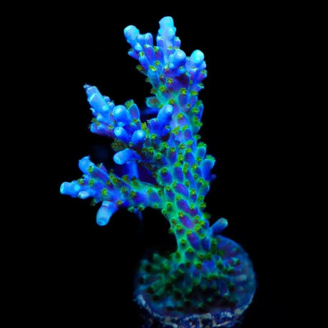 Tricolor Valida Acropora Coral