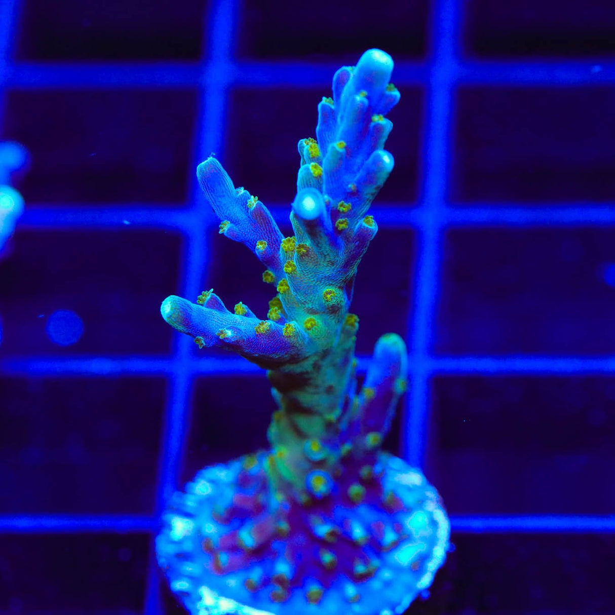 Tricolor Valida Acropora Coral