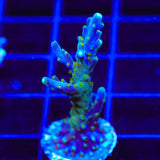 Tricolor Valida Acropora Coral