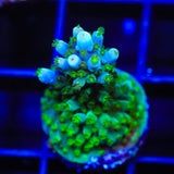 Tricolor Valida Acropora Coral