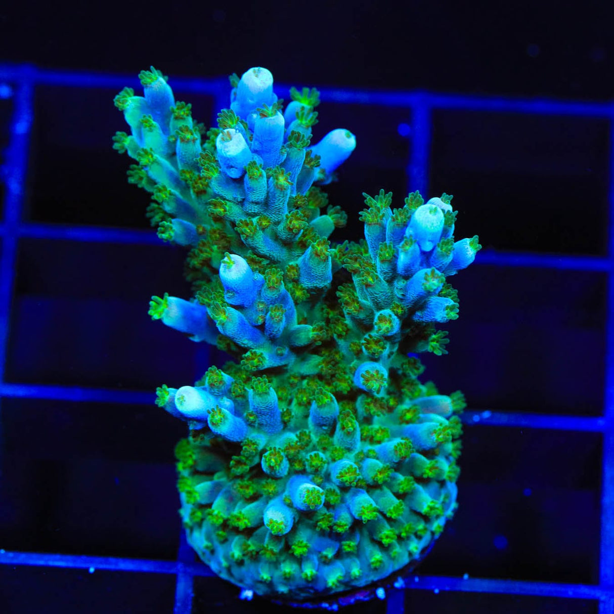 Tricolor Valida Acropora Coral